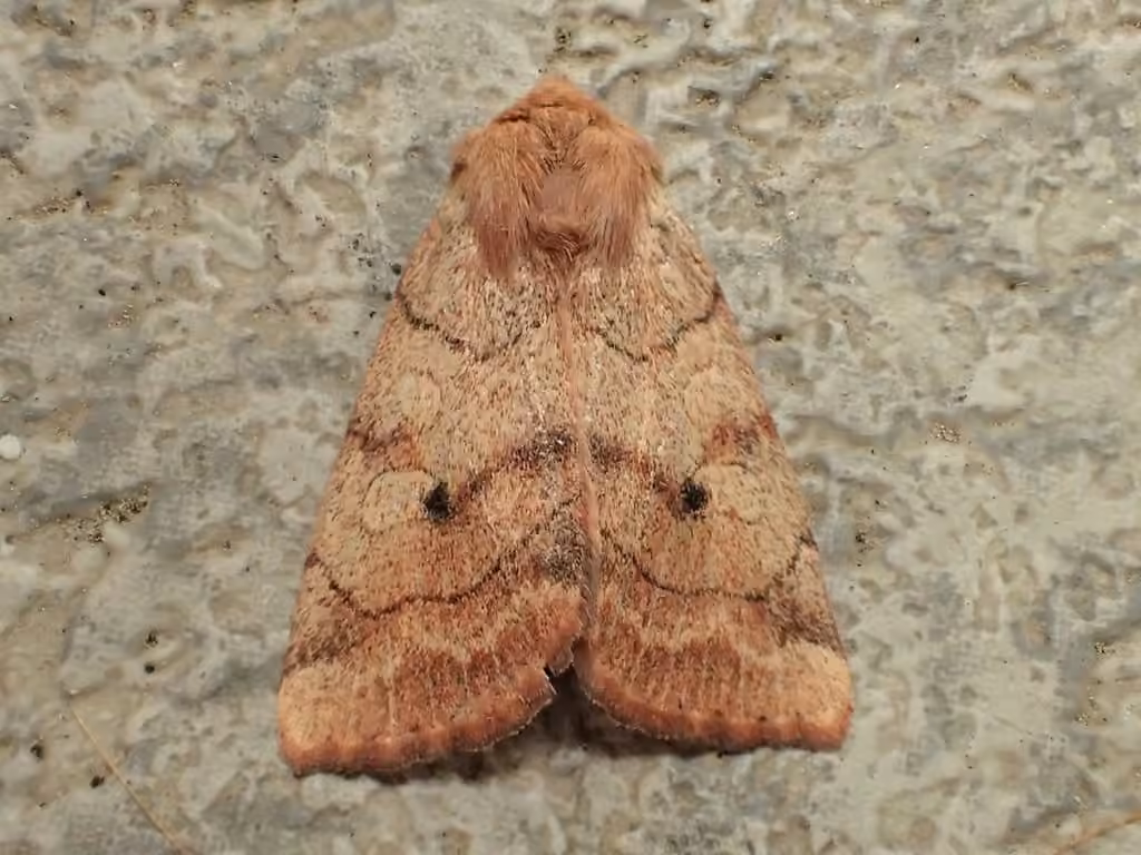 Smoked Sallow