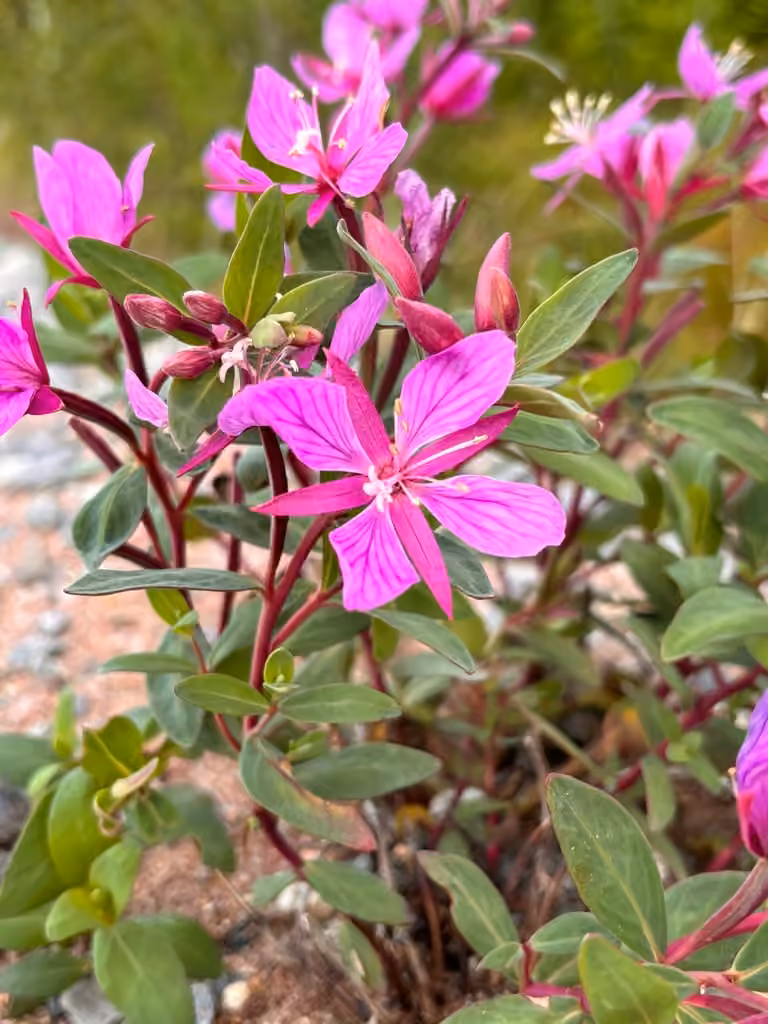 Alpine fireweed, photo 1 of 5