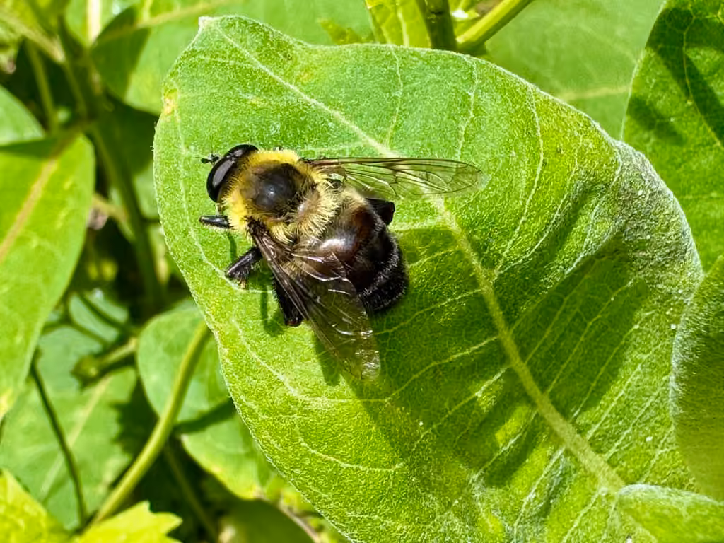 Hairy-eyed Bee-mimic Fly, Male