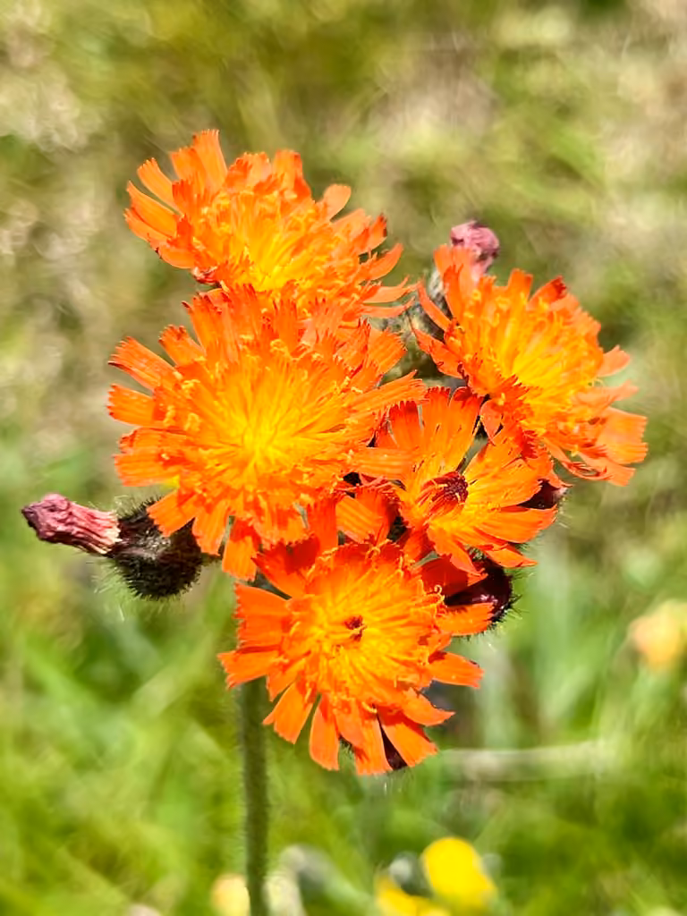 Épervière orangée, En fleurs