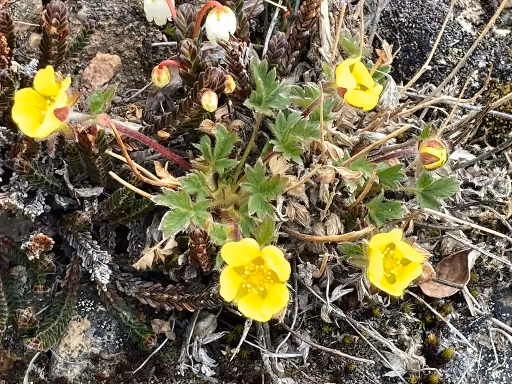 Arctic cinquefoil, In flower