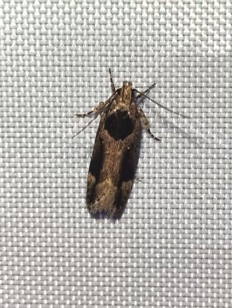 Walsingham's Moth, photo 3 sur 5