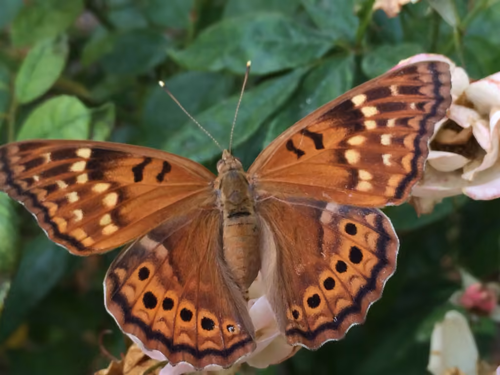 Tawny Emperor, photo 1 of 5
