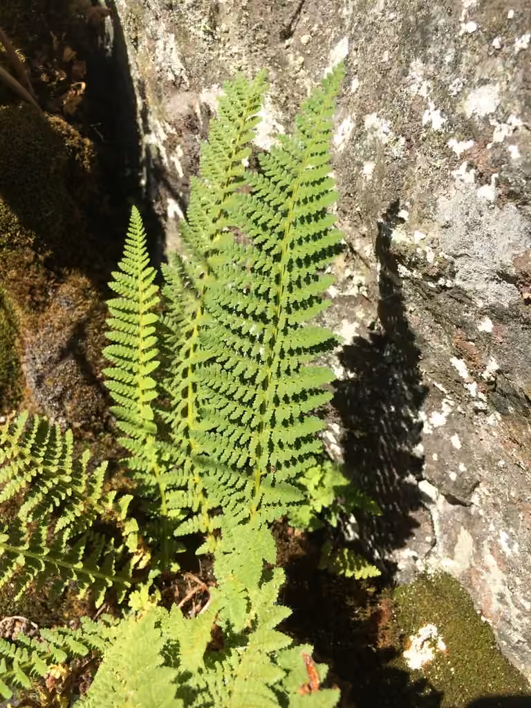 Dryoptère odorante, photo 1 sur 5