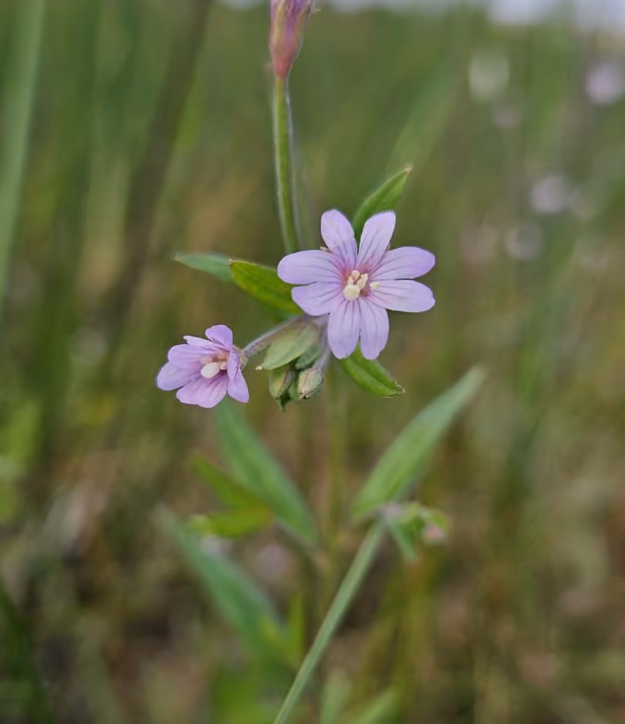 Épilobe palustre, En fleurs