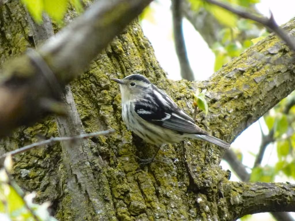 Black-and-white Warbler, Female