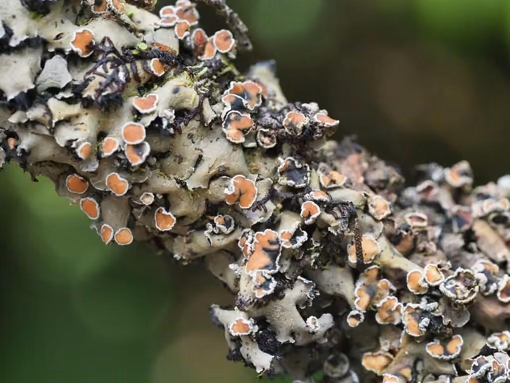 Wrinkled Shingle Lichen