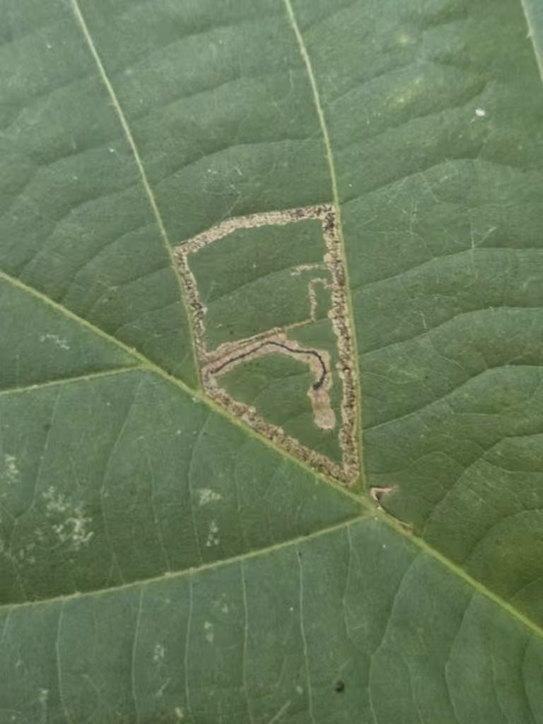 Stigmella tiliella, Caterpillar