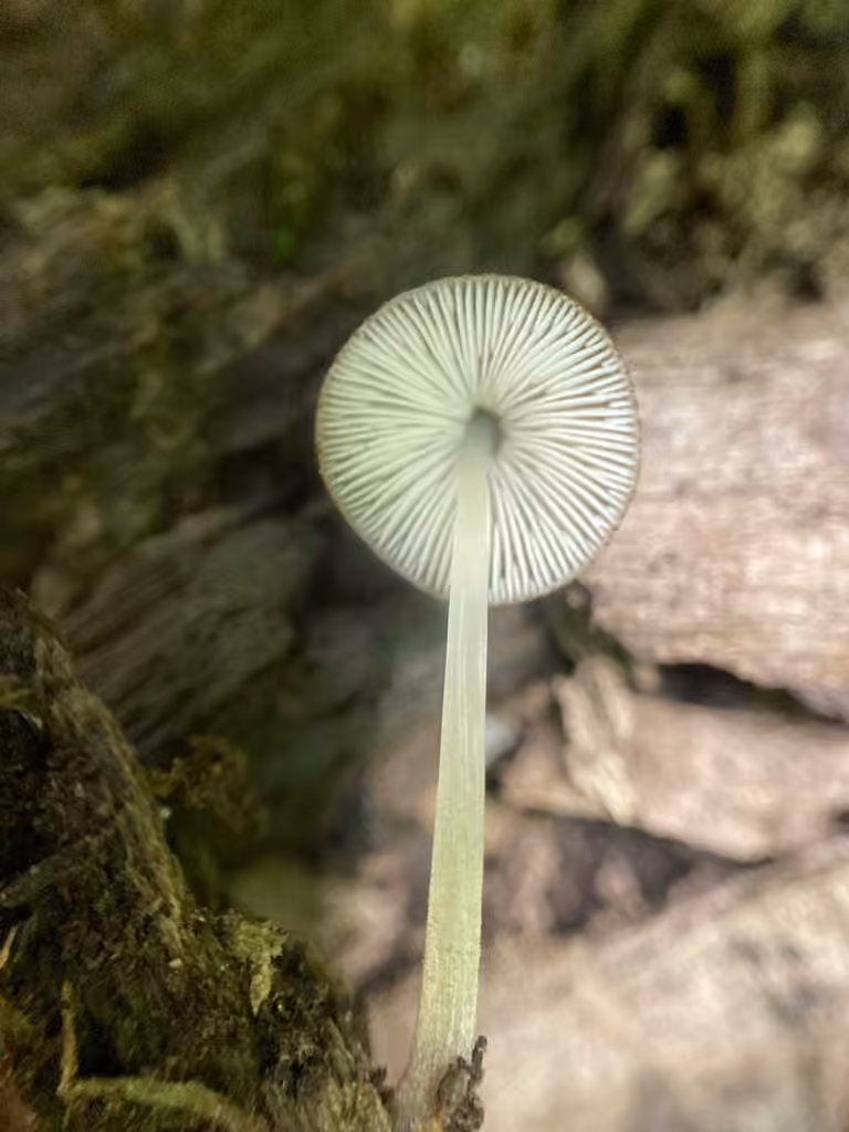 Plutée à tête soyeuse, photo 3 sur 5