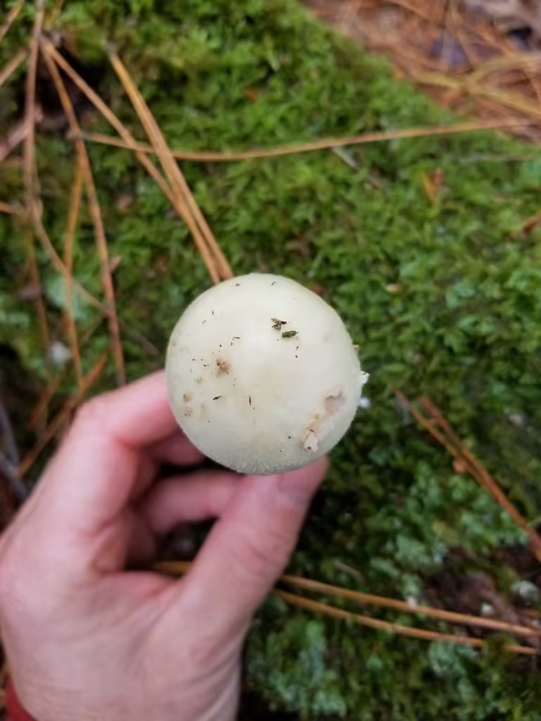 Coker's Lavender Staining Amanita, photo 3 of 5