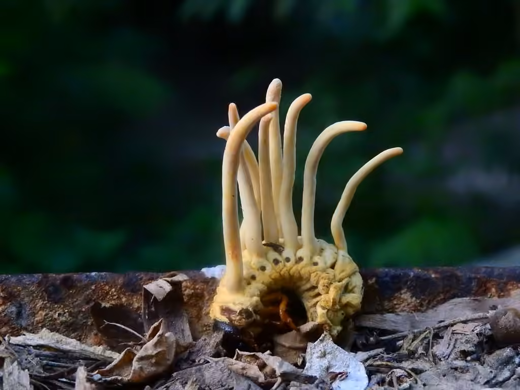 Cordyceps des mélolonthides