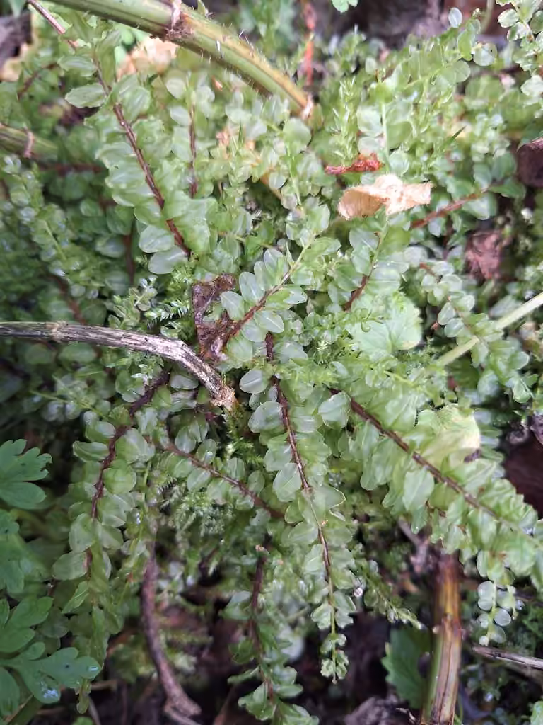 Elliptic plagiomnium moss