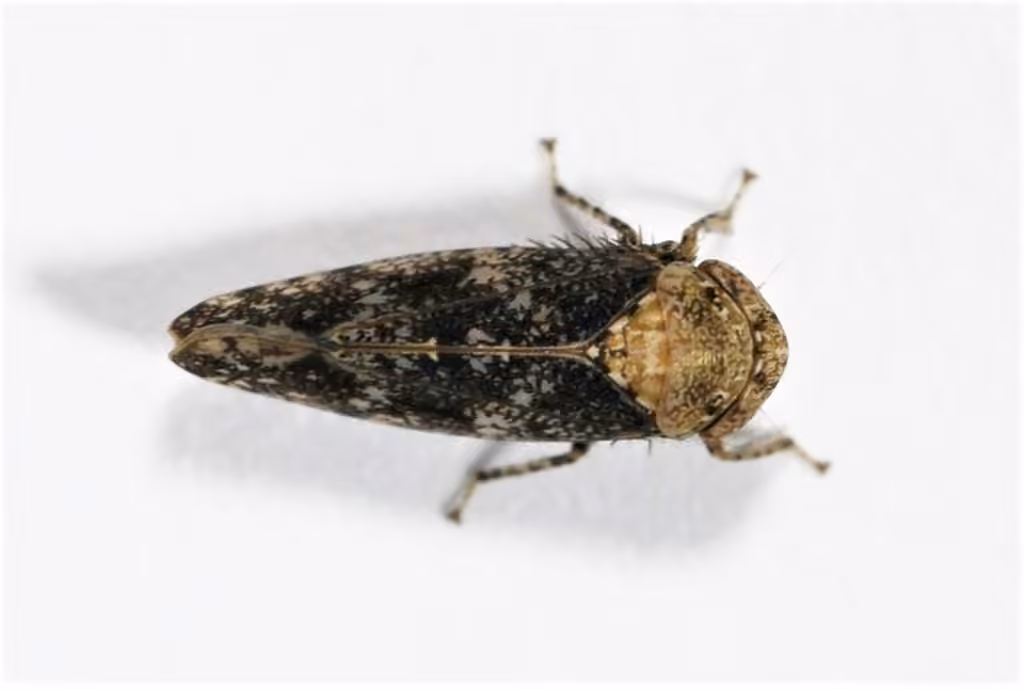 Paraphlepsius collitus, photo 2 of 5