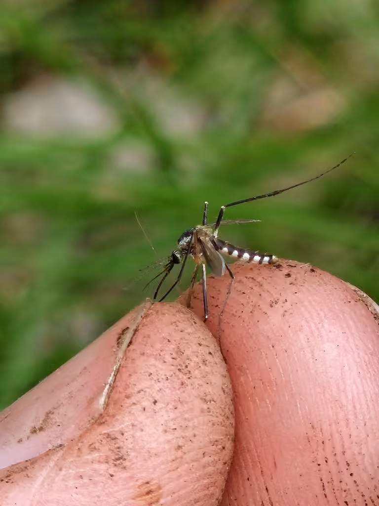 Moustique rayé, Femelle