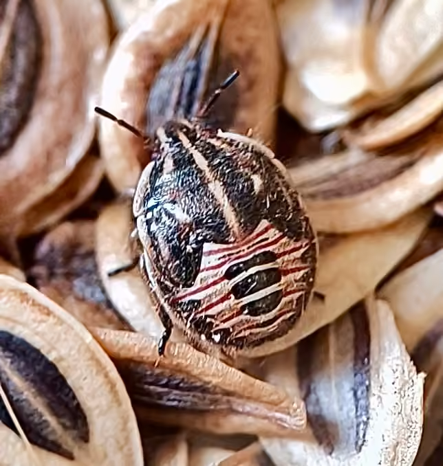 Broken-lined Stink Bug, Nymph