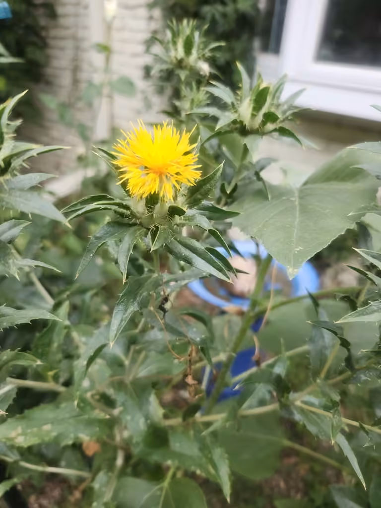 Safflower, Flower buds