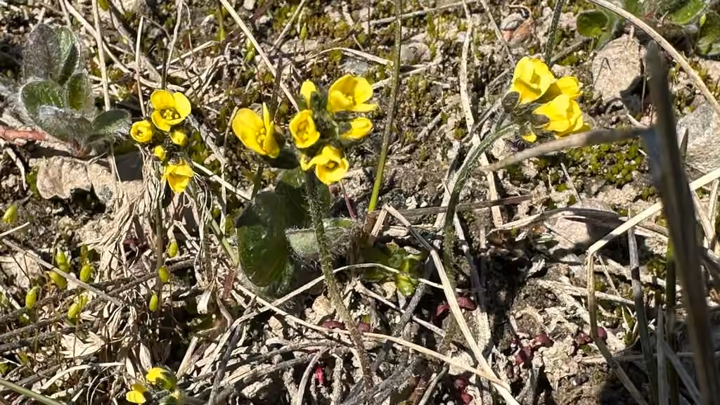 Drave alpine, En fleurs