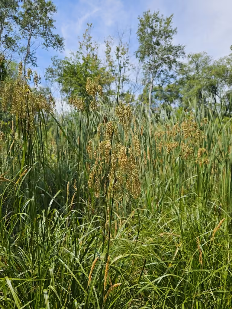 Stalked bulrush, In flower