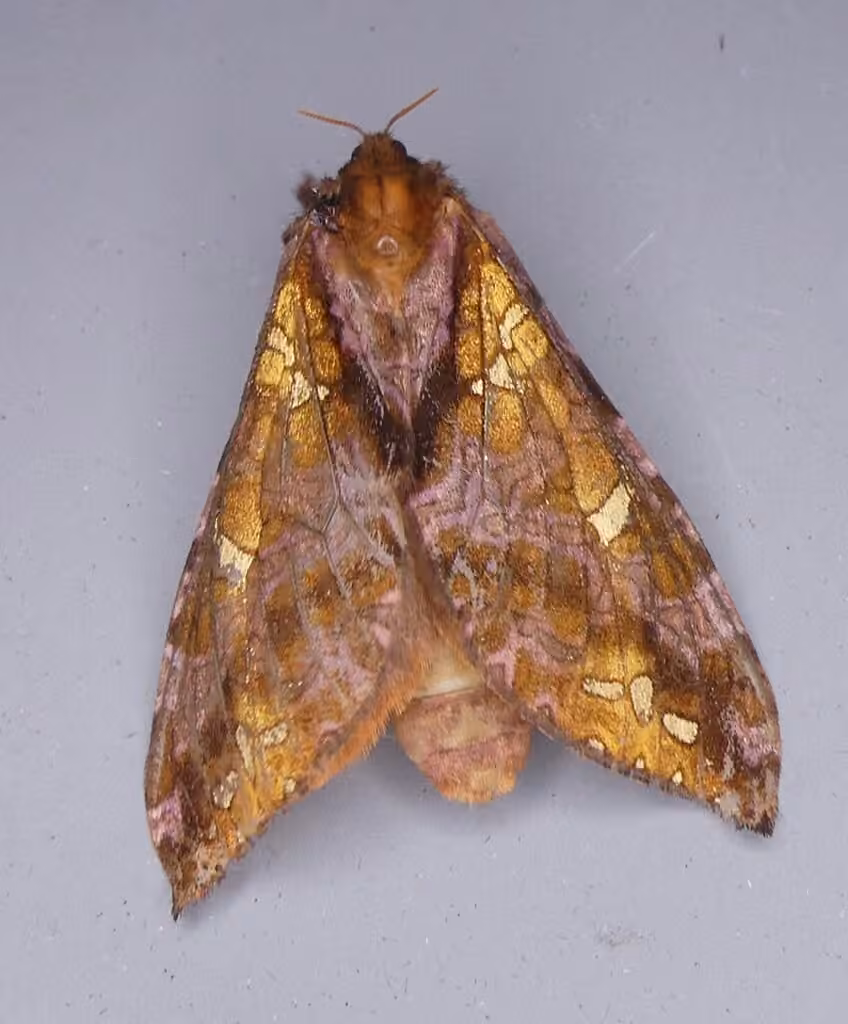 Gold-spotted Ghost Moth, Female
