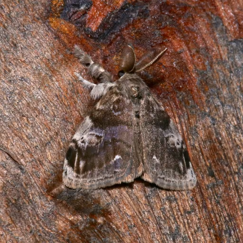 Definite Tussock Moth, photo 1 sur 5