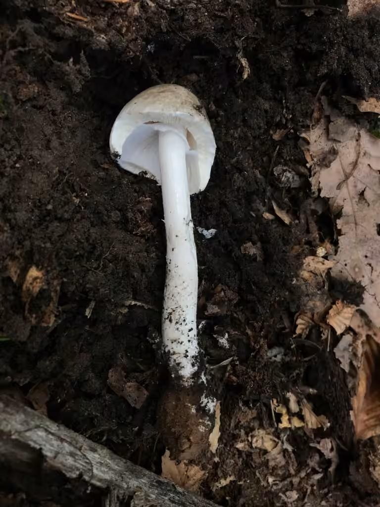 Ball Gown Amanita, photo 3 of 5