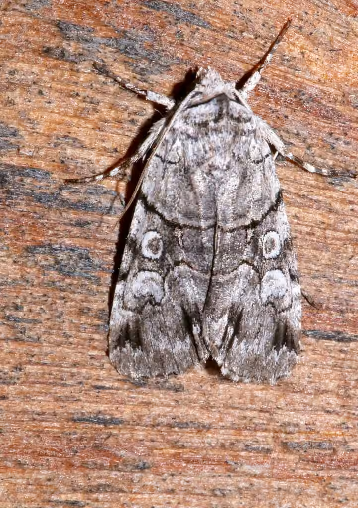 Fringe-tree Sallow