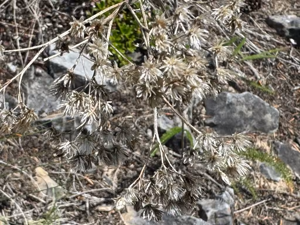 Boreal yarrow, In fruit
