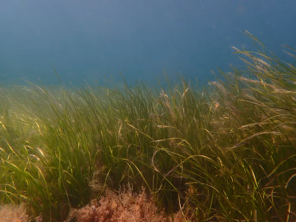 Eelgrass, In flower