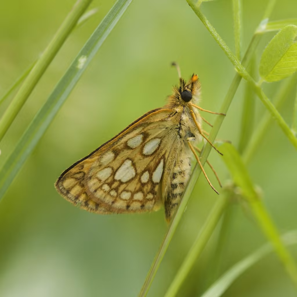 Arctic Skipper, photo 1 of 5