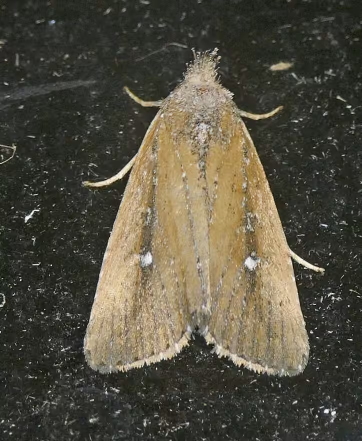 White-dotted Groundling