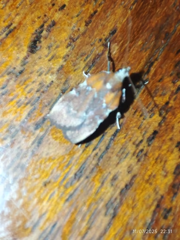 Boxwood Leaftier Moth, Adulte