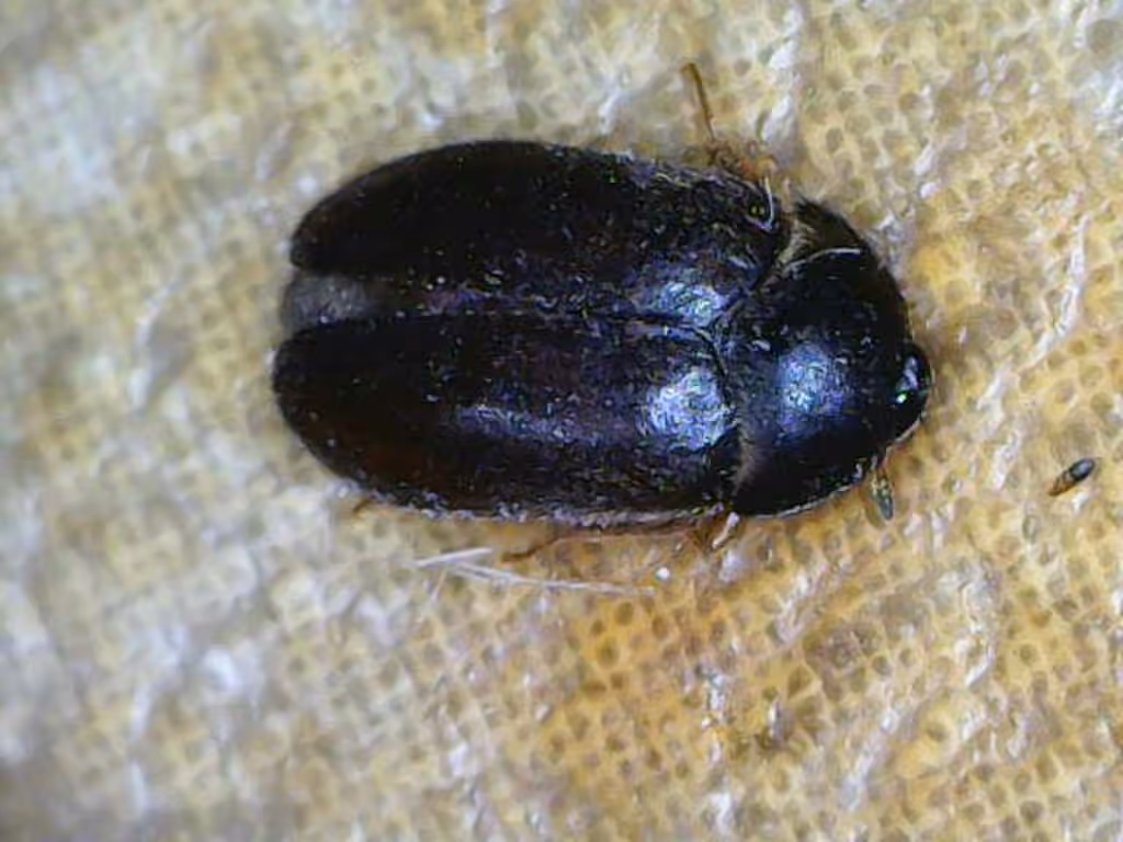 Black Carpet Beetle, Larva