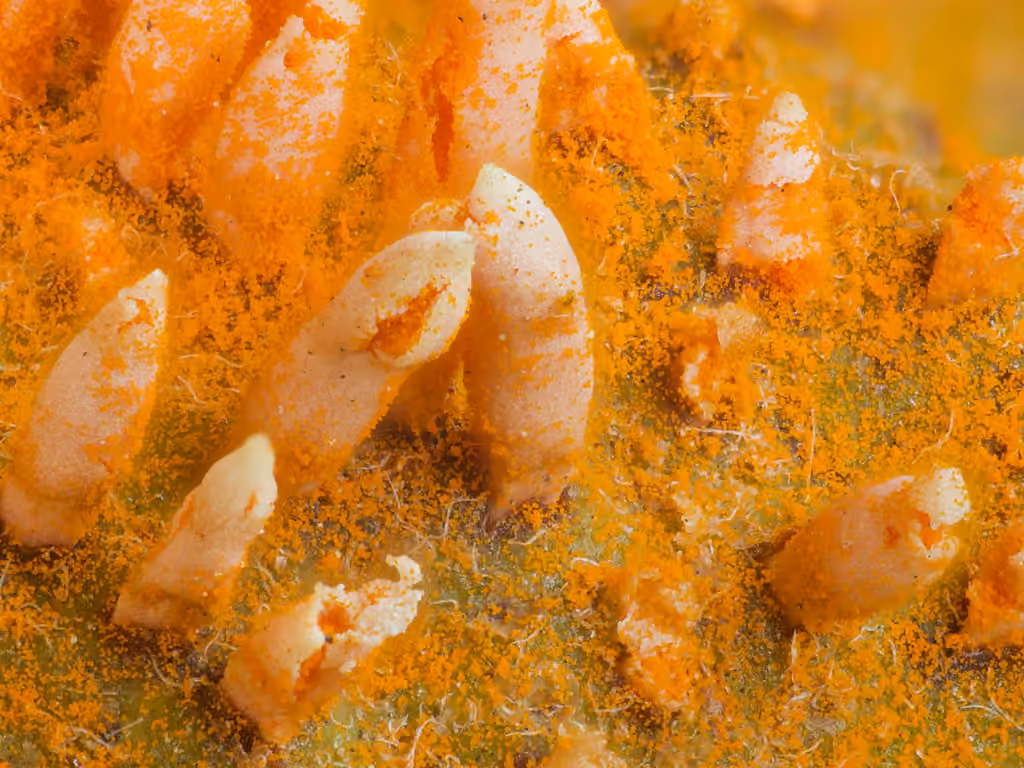 Cedar quince rust