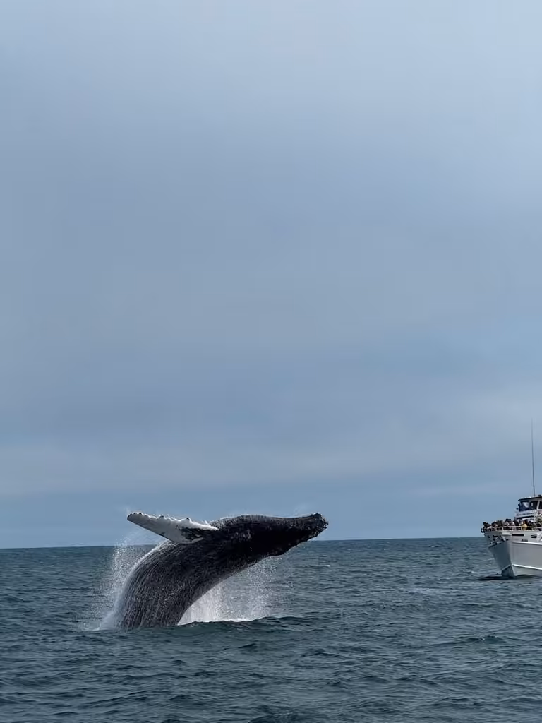 Rorqual à bosse, Mâle