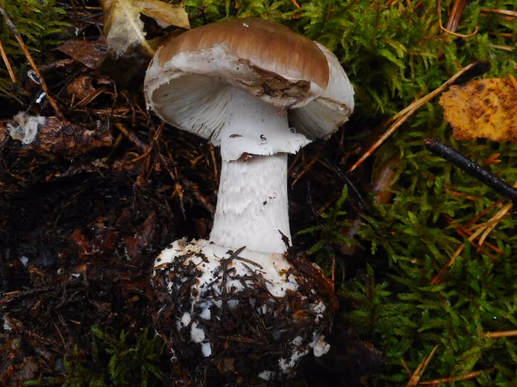 Amanite porphyre, photo 3 sur 5