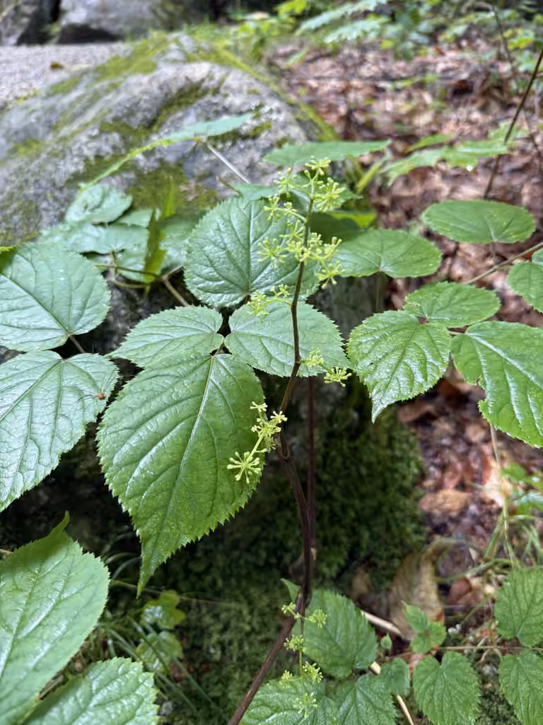 Aralie à grappes, En boutons