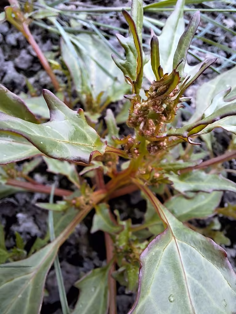 Alkali-blite, In fruit
