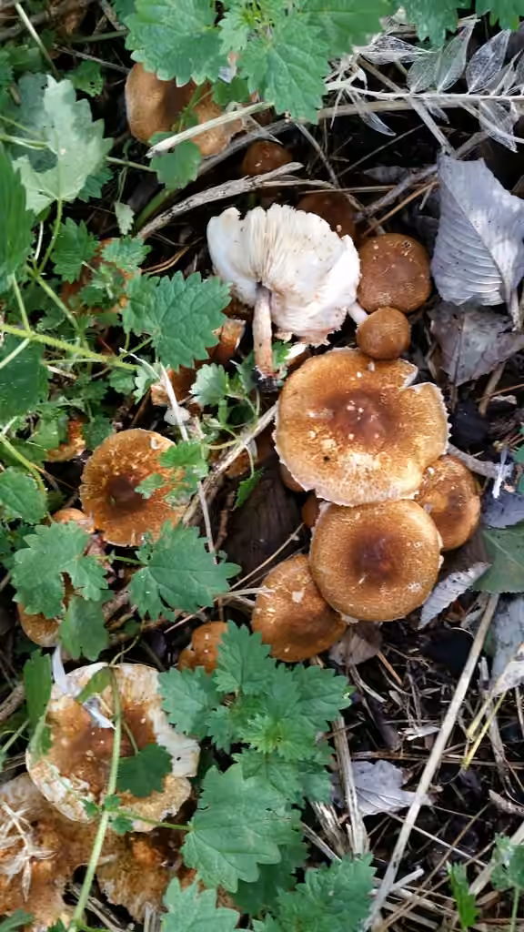 Girdled Dapperling, photo 1 sur 5