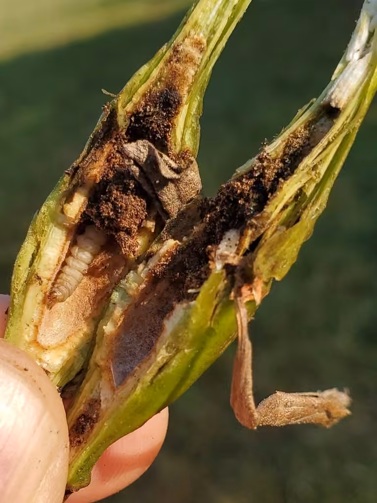 Goldenrod Elliptical-Gall Moth, Caterpillar
