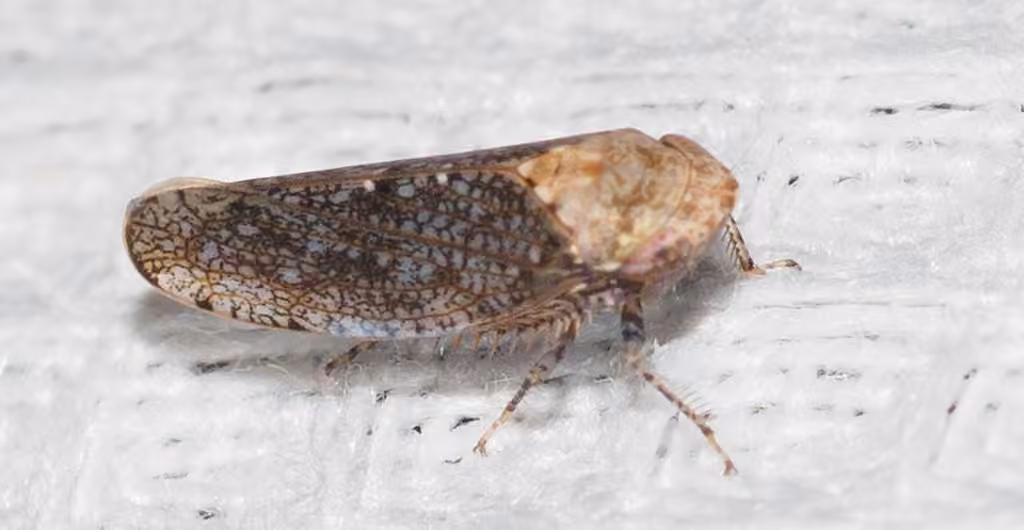 Paraphlepsius fulvidorsum, Adulte