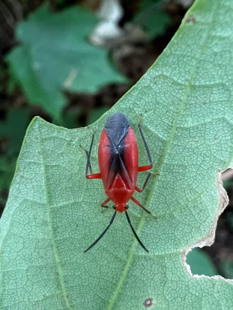 Coccobaphes frontifer, Adulte
