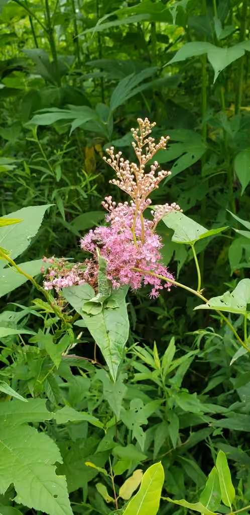 Queen of the prairie, In fruit
