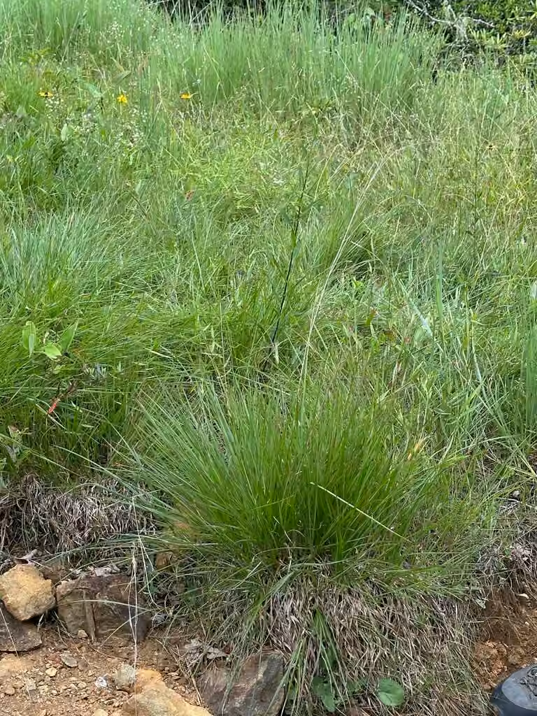 Northern dropseed, In flower
