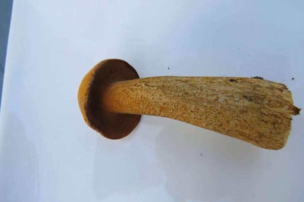 Spicy suillus, photo 3 sur 5