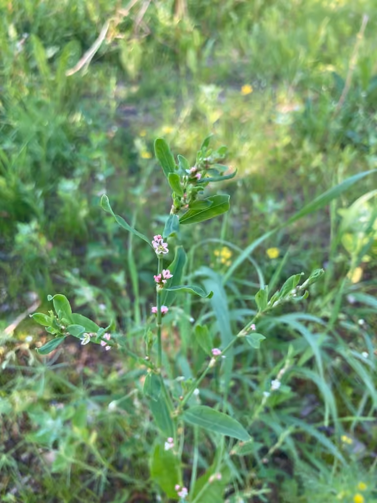 Prostrate knotweed, Flower buds