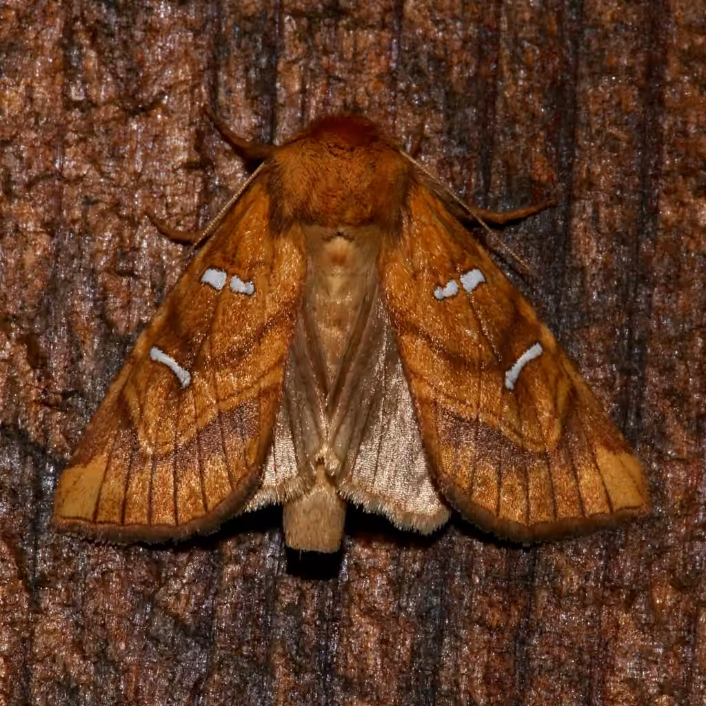 Royal Fern Borer Moth, Adulte
