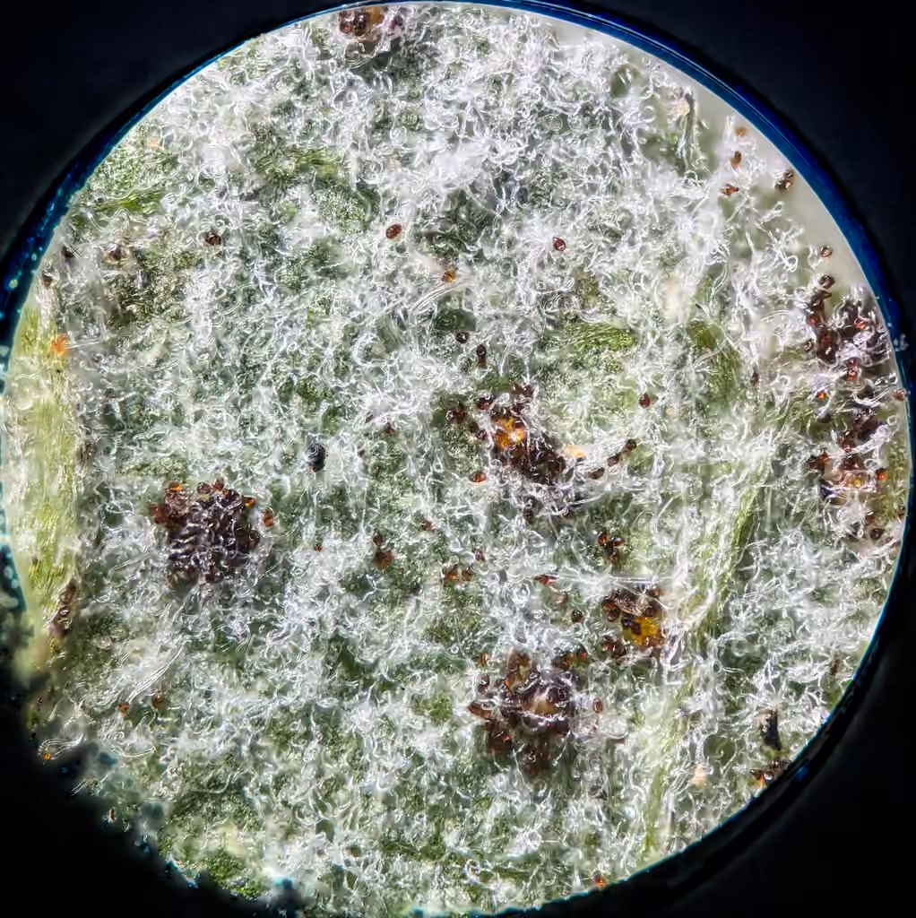 Gymnoconia peckiana, photo 3 sur 5