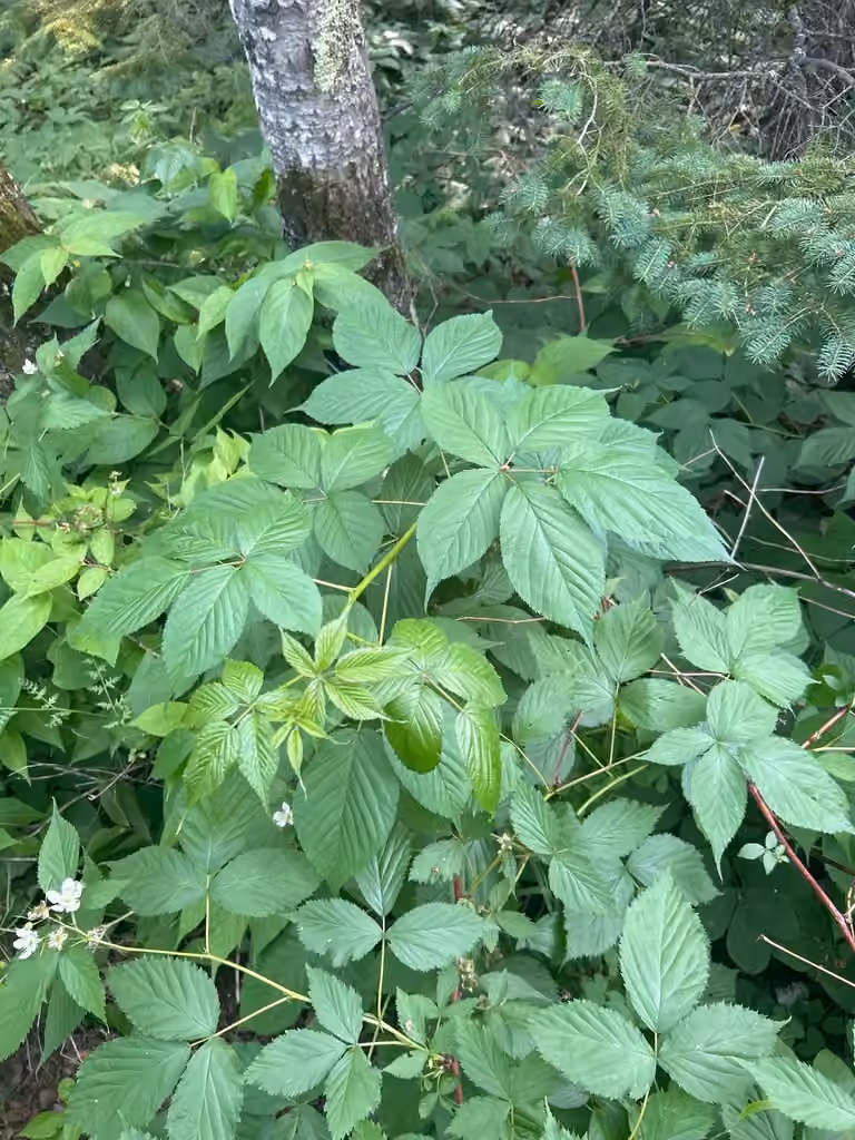 Ronce du Canada, En fleurs
