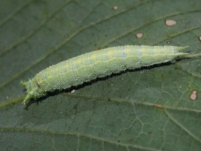 Hackberry Emperor, Caterpillar