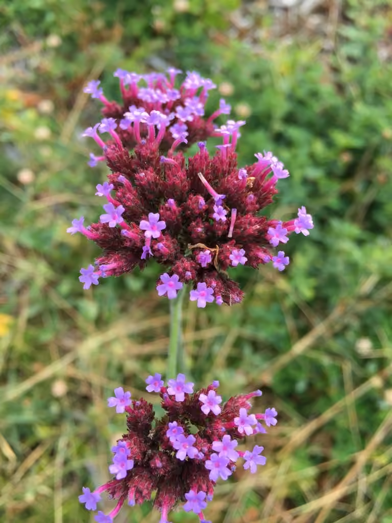 Verveine de Buenos Aires, En fleurs